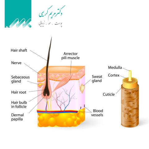 Hair Anatomy