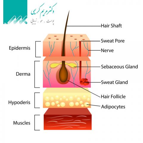 skin structure